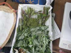 山菜１