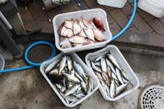 釣り１