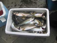 釣り４