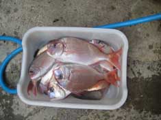 釣り６