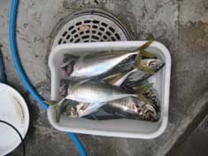 釣り７
