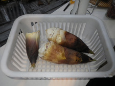 畑３
