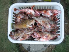 魚